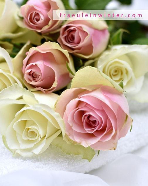 Weiße und rosa Rosen
